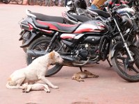 Bernard Chiens et motos - Inde mars 2020