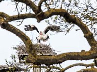 Bernard Cigognes en nidation - Lattes - 11 mars 2021