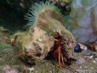 Gilles Bernard L hermite 1