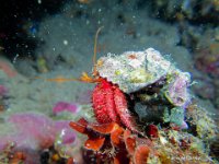 Gilles Bernard L hermite 2