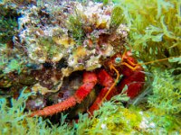 Gilles Bernard L hermite 3