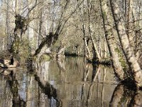 Henri Marais poitevin