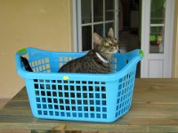 Hélios WINDY dans sa cagette