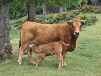 08 juin une vache de l'aubrac