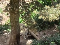 09 juin elle surveille ses louveteaux