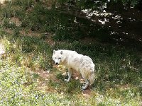 09 juin loup d'artique