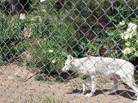 09 juin loup de Mongolie