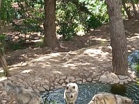 09 juin loup de Pologne