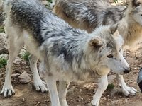 09 juin loup de Sibérie