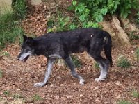 09 juin loup noir du Canada
