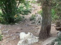 09 juin loups Canada Blanc