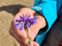 09 juin un bleuet joce !!