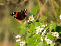 34 : Macro, Papillon