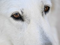 75 : Chien, Macro, Perle